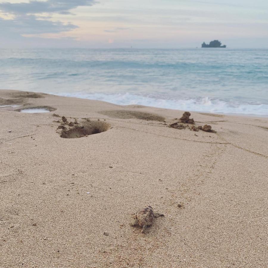 בוקס דל טורו Bird Island Bungalows מראה חיצוני תמונה